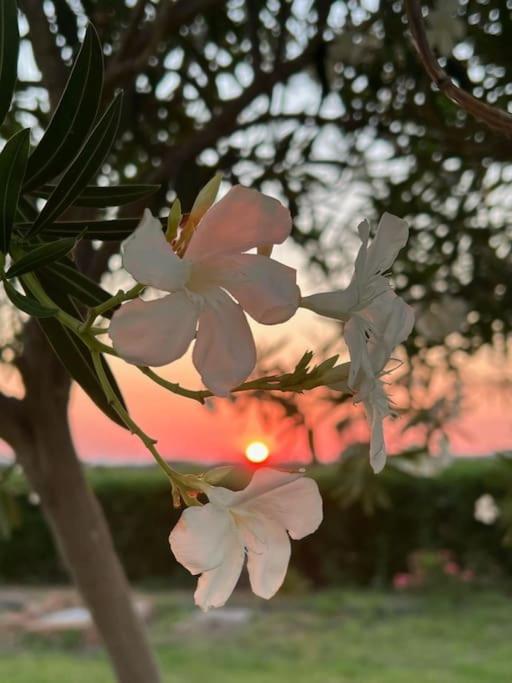 הוילה Masainas Casa Barbara Sardinia מראה חיצוני תמונה